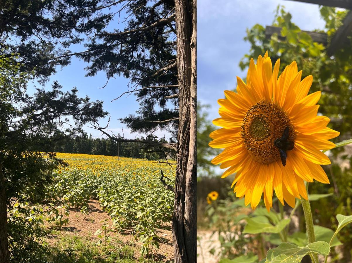 Appartamento Mas De L'Estiou Monteux Esterno foto